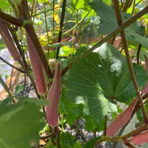 Okinawa rosafarbenes Okra
