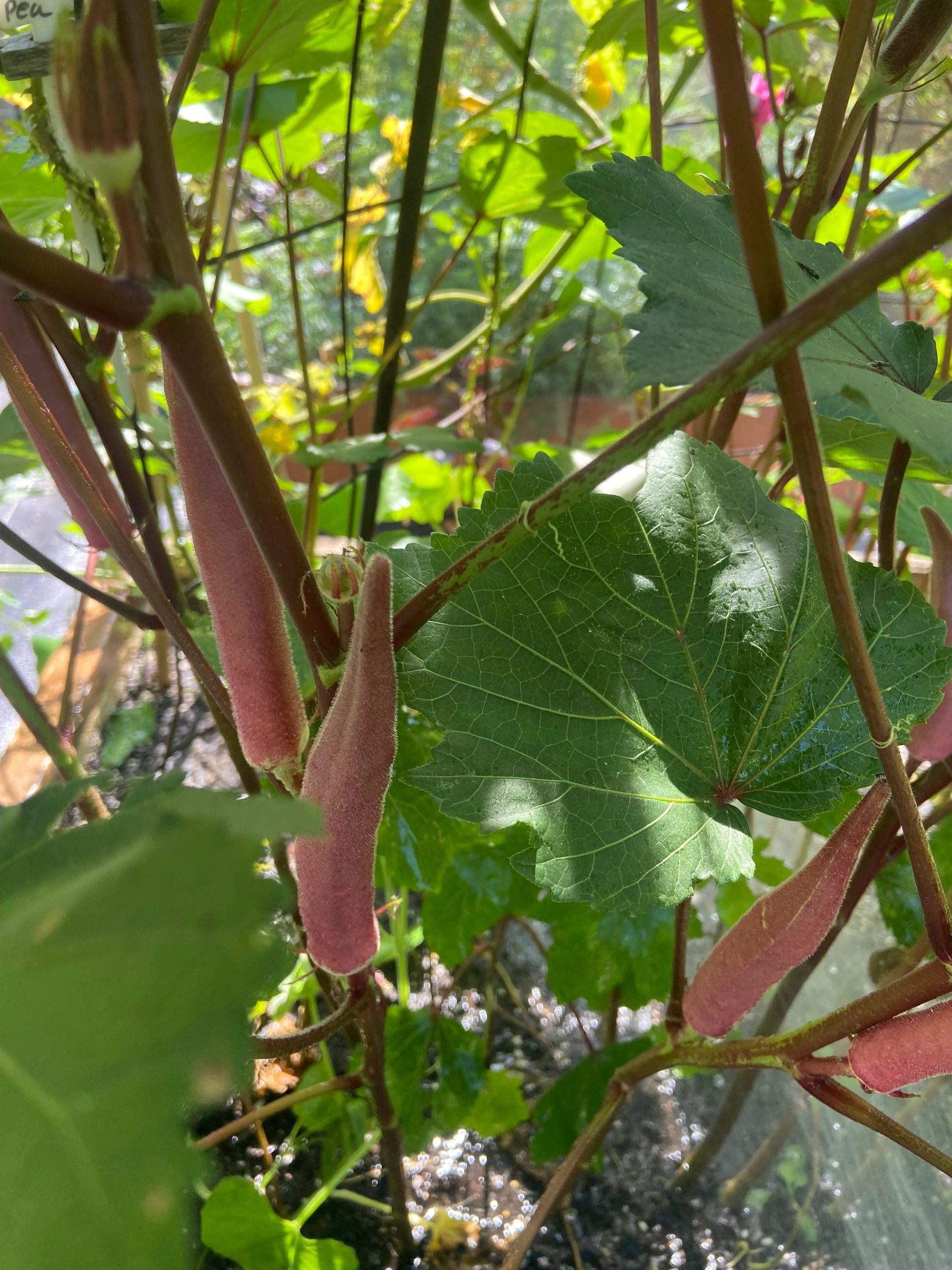 Okinawa Rosa Okra
