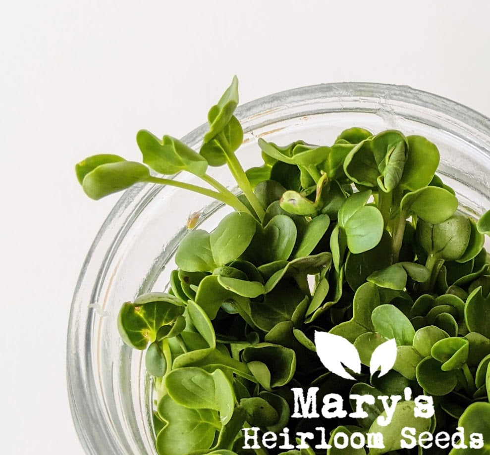 Kirsche Belle Sprouting Seeds