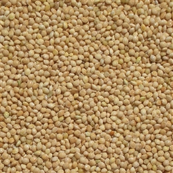 Weiße Proso Millet Sprouting Samen