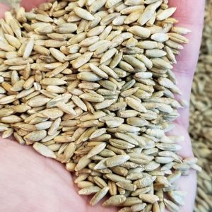 Elbon Rye Samen