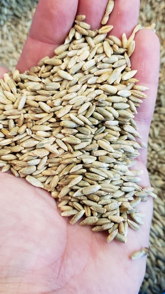 Elbon Rye Samen