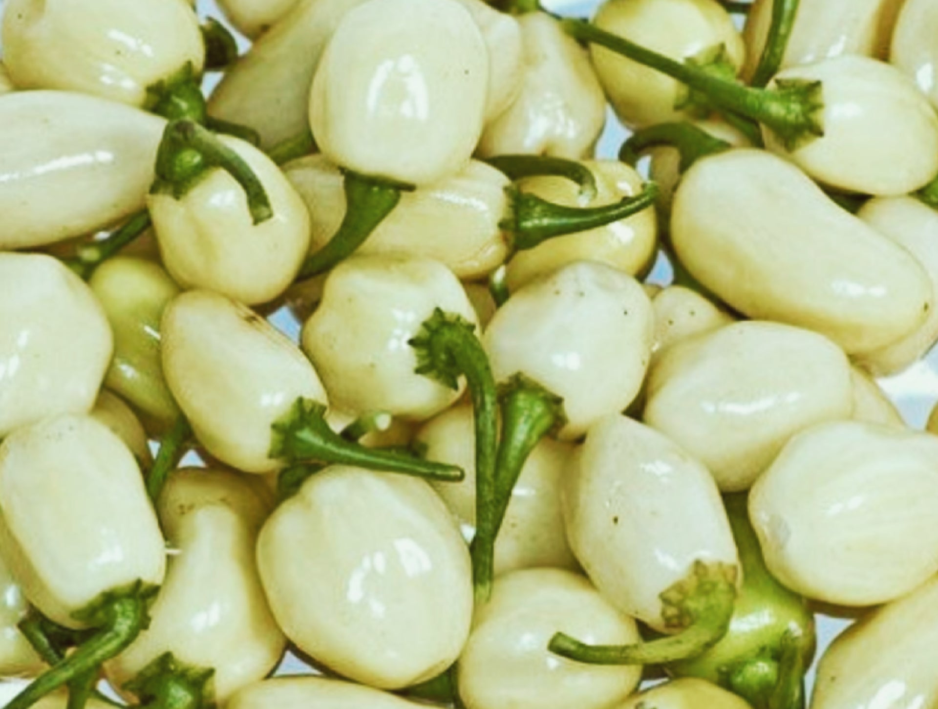 Weißer Habanero Pfeffer
