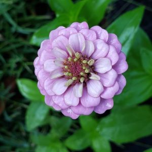 zinnia, riesen von kalifornien bulk