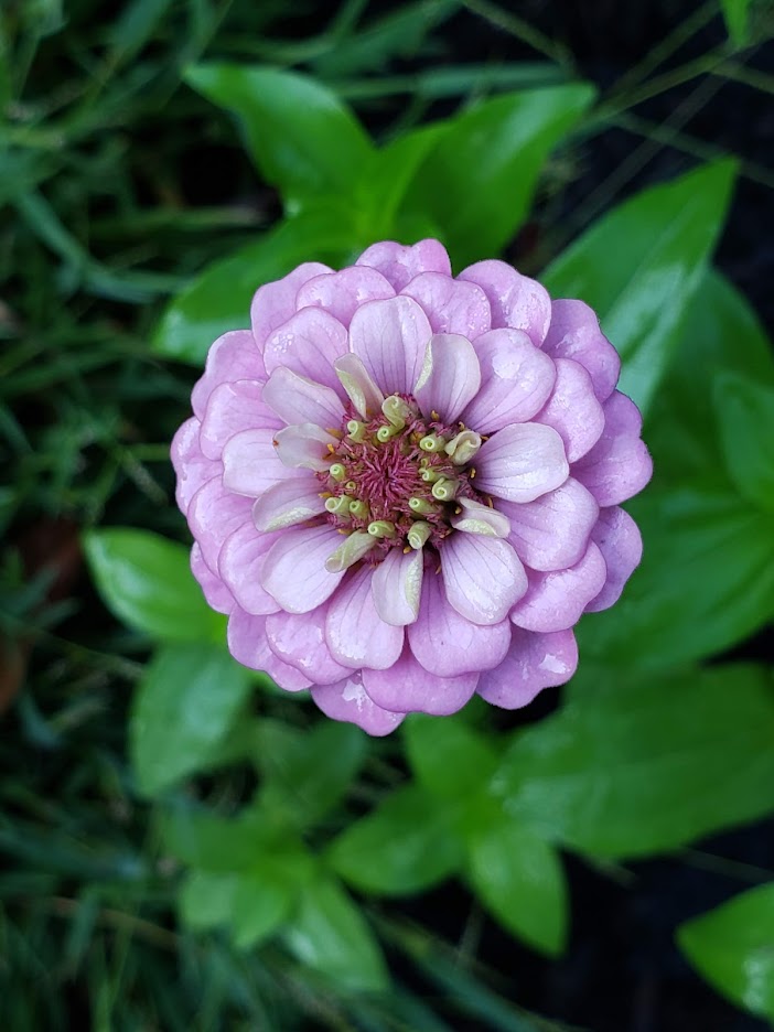 Zinnia, Gigant von Kalifornien BULK