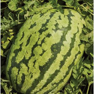 Carolina Kreuz Wassermelone