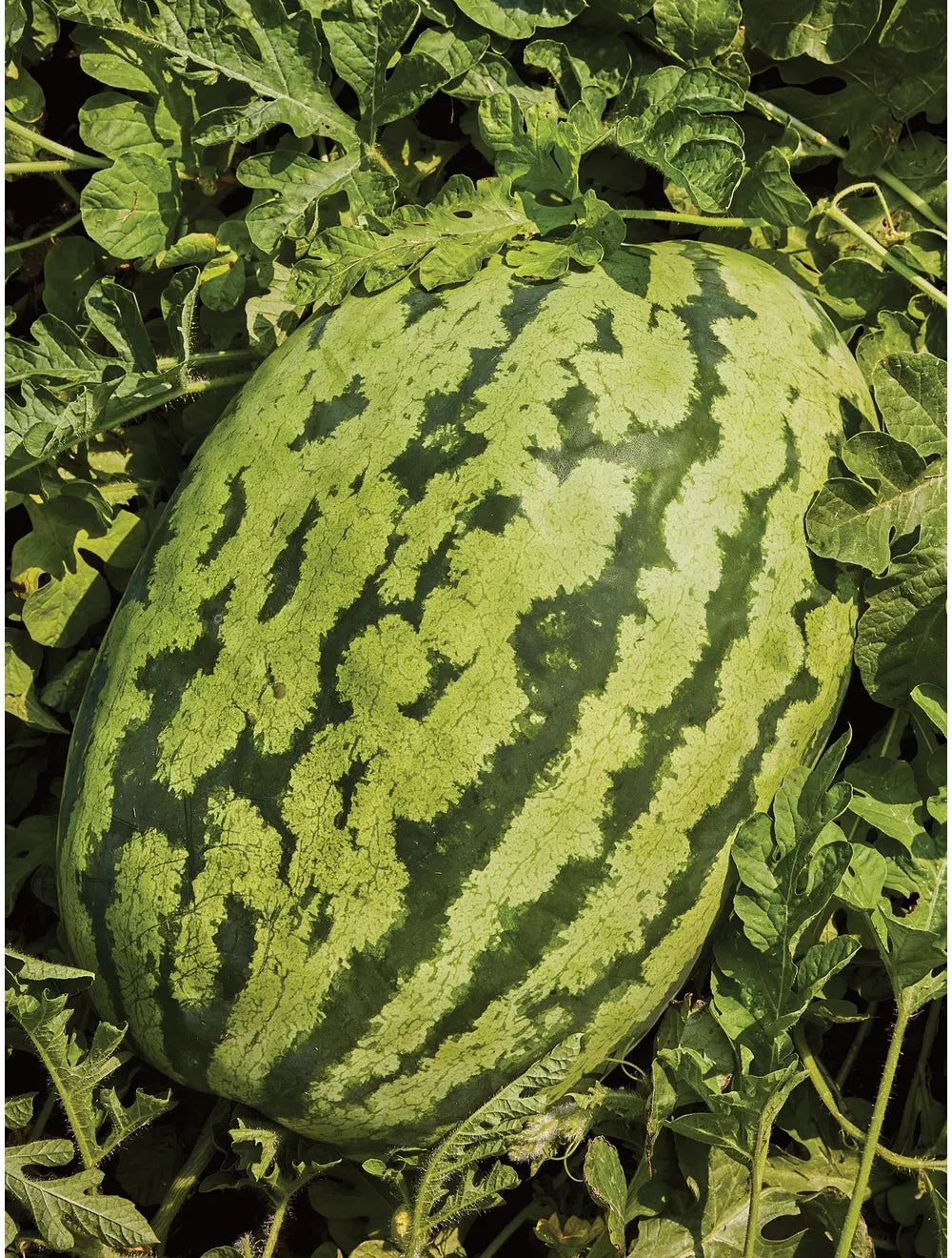 Carolina Cross Wassermelone