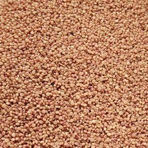 Liebe liegt Blutung Amaranth Mikrogrüne Samen