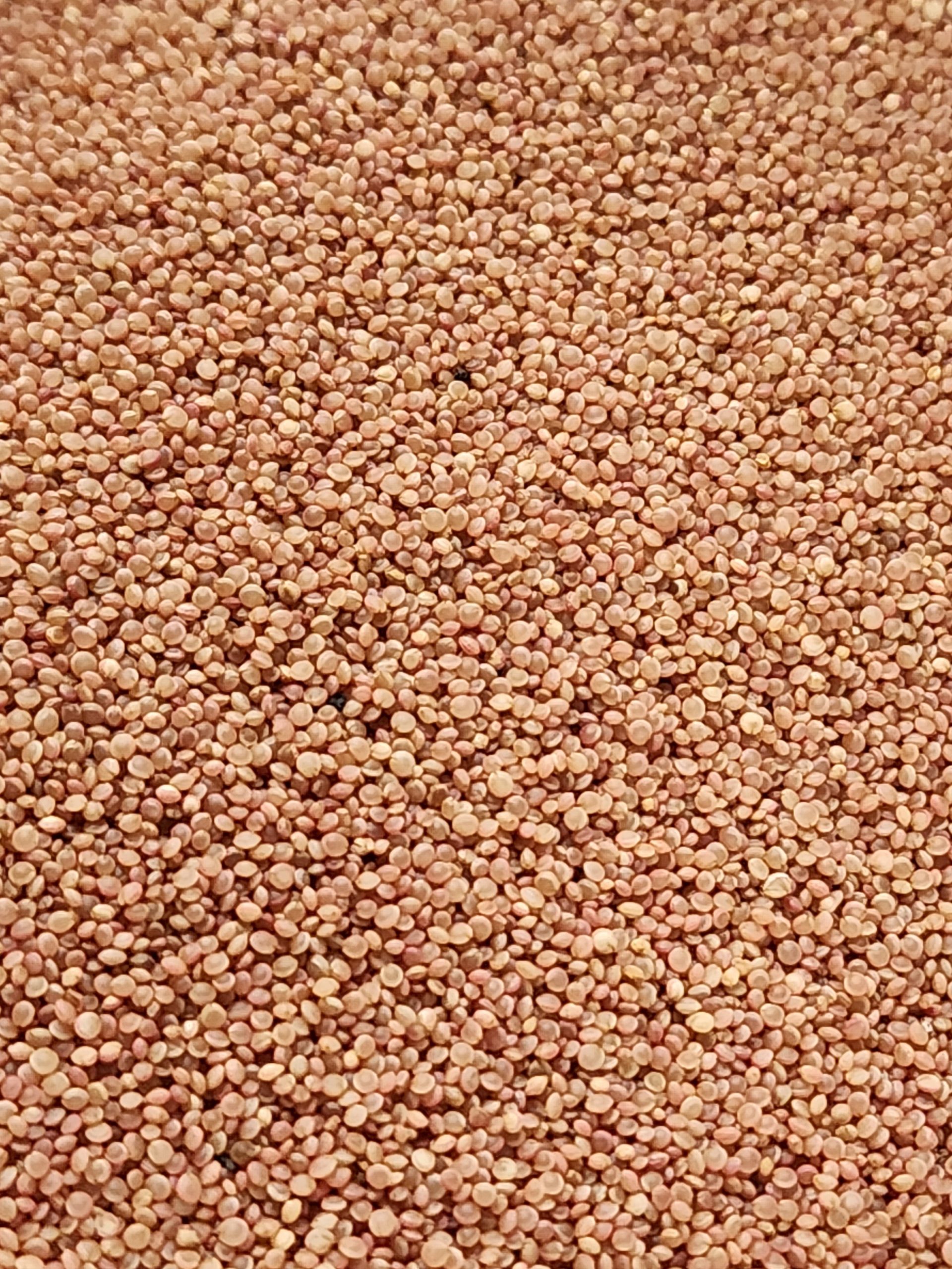 Liebe liegt blutend Amaranth Microgreen Seeds