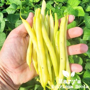 Farbige Seed Combo: GELB