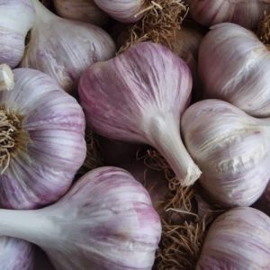 Knoblauch, roter Kasnoksamen