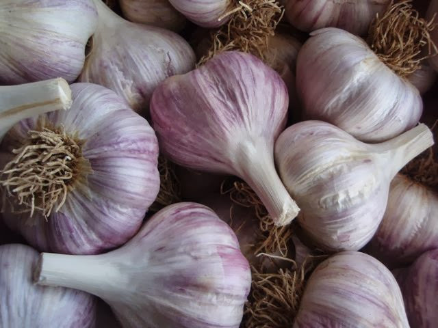 Rote Chesnok Samen Knoblauch