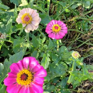 Zinnia mischen Schüttgut