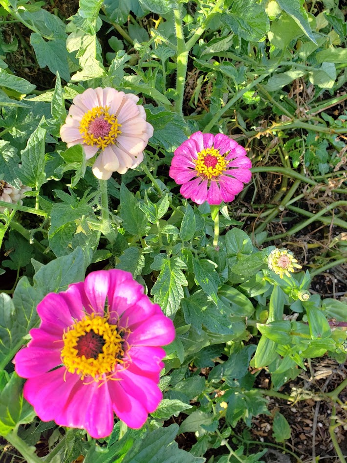 Zinnia Mischung BULK