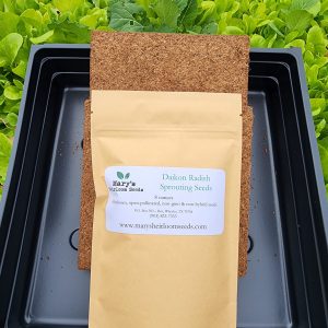 Daikon Rettich Microgreens Starter Kit Geschenkbox