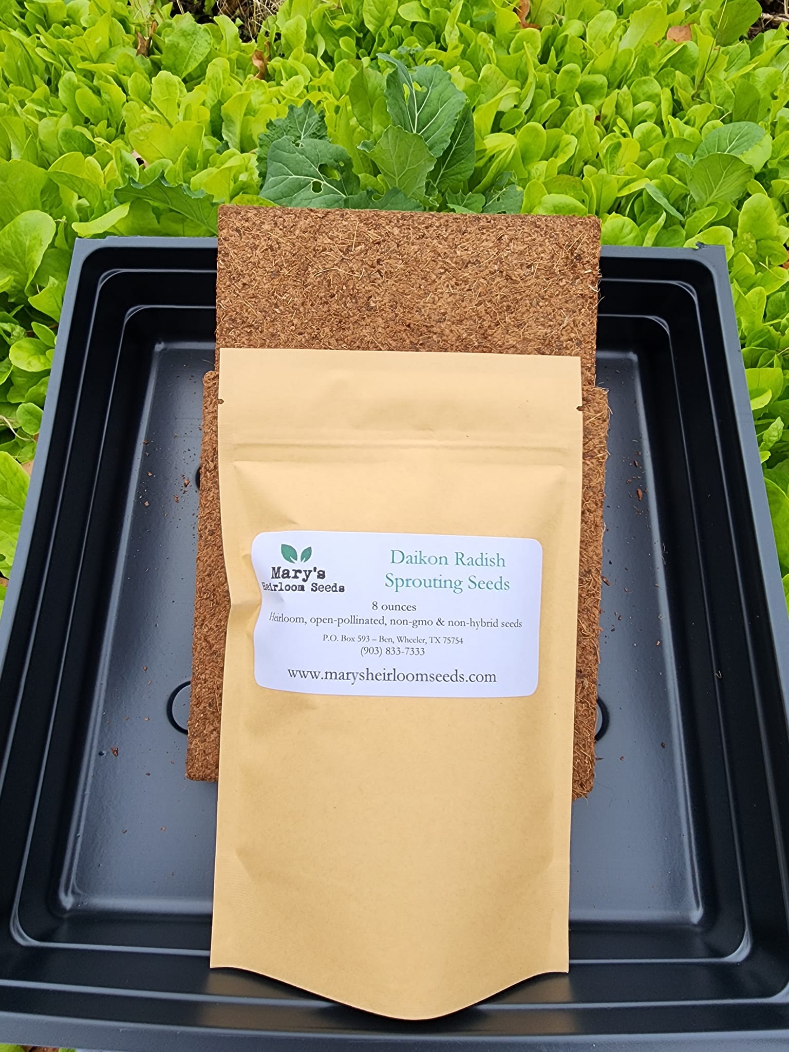 Daikon Rettich Microgreens Starter Kit Geschenkbox