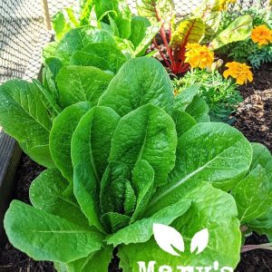 Klein gem Salat Bulk microgreen Samen