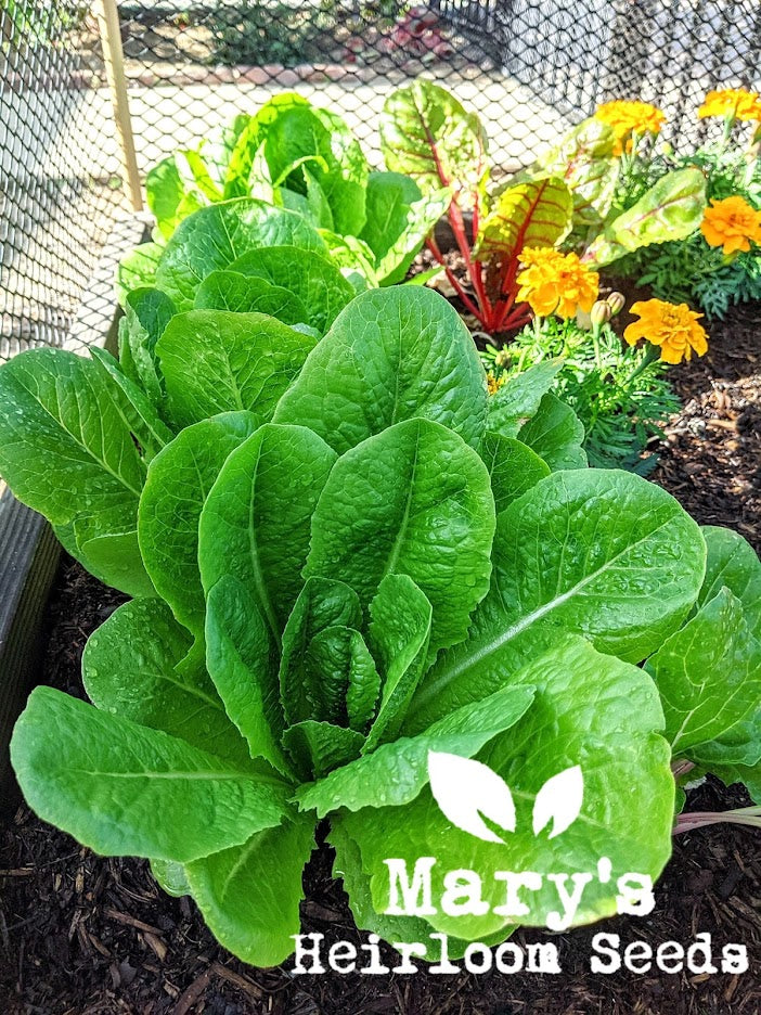 Kleine Gem Salat BULK Microgreen Samen