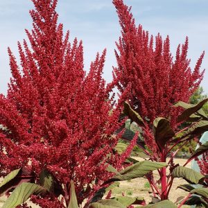 Farbige Seed Combo: Rot