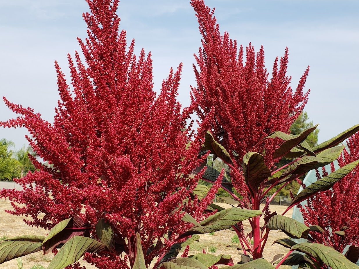 Farbige Seed Combo: Rot