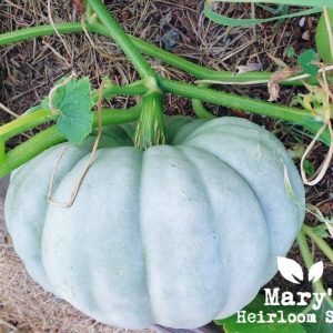 Farbe-Themed Seed Combo: Blau