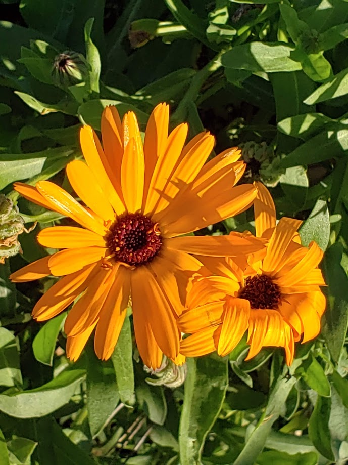 Calendula, Mischung BULK