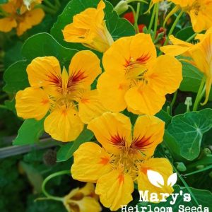 Nasturtium, Zwergjuwel Mischung Bulk