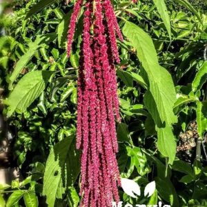 Liebe Lügen Blutung Amaranth Masse Mikrogrüne Samen