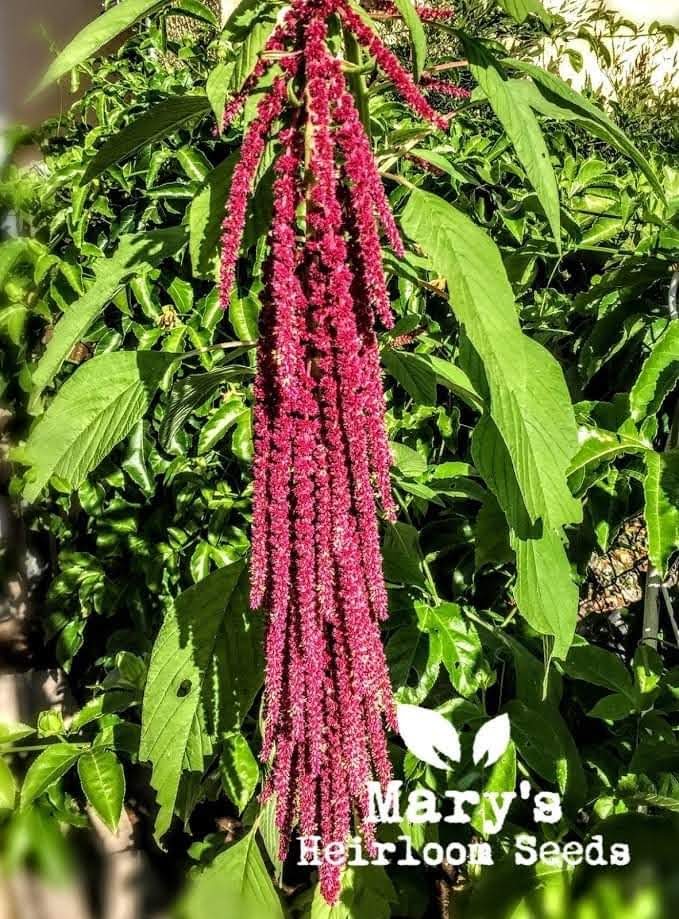 Liebe liegt blutend Amaranth BULK Microgreen Seeds