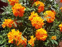 Ringelblume, afrikanischer Crackerjack – BULK