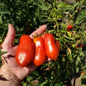 Bergblume – Calcium & Magnesium