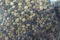 Brokkoli Salat Sprouting Samen