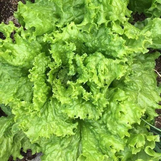 Grand Rapids Salat BULK Microgreen Samen