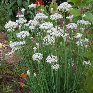 Knoblauch Schnittlauch Masse