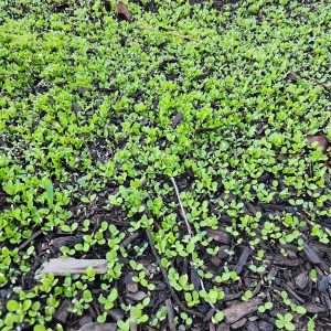 Ruby Roter Salat, groß, mikrogrüne Samen