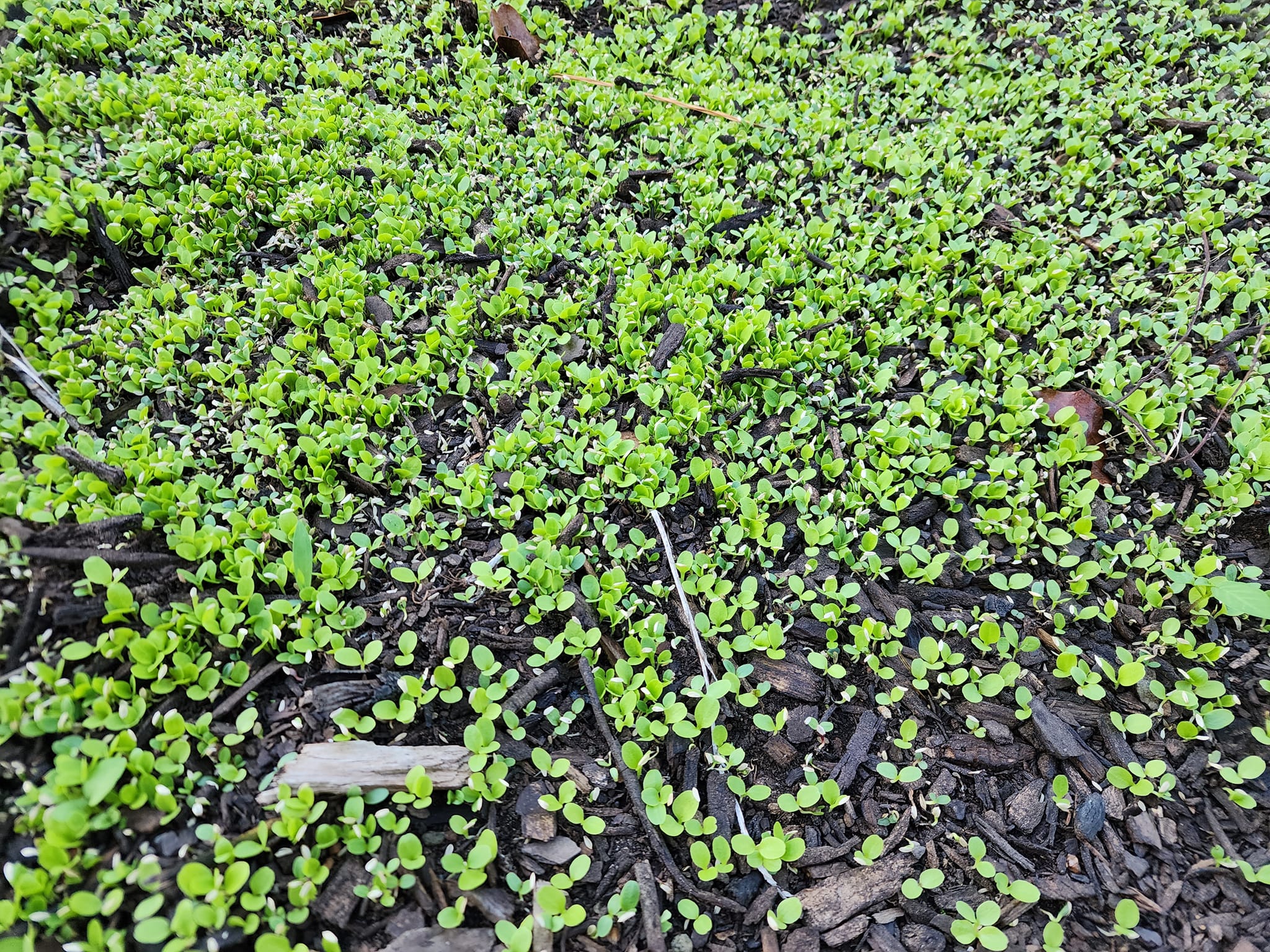 Rubin Rot Salat BULK Microgreen Samen