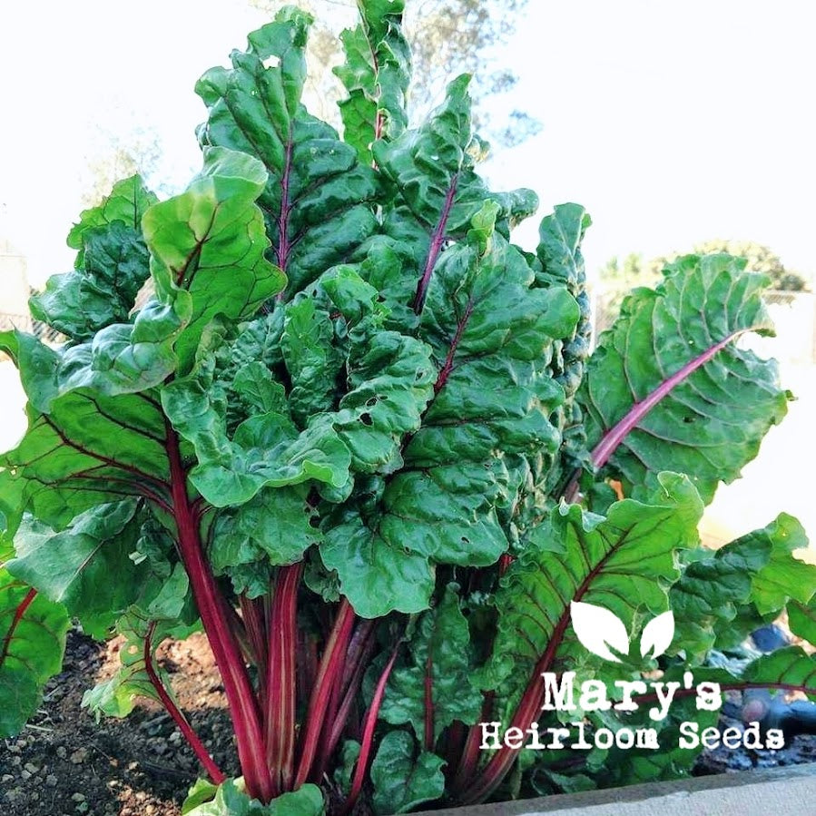 Rubin Rot Schweizer Chard BULK