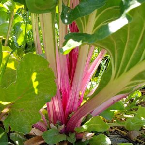 Farbige Samenkombo: Rosa