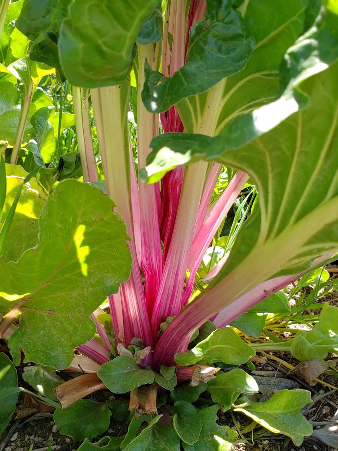 Farbige Samenkombo: Rosa