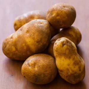 Russet Burbank Seed Kartoffeln