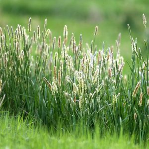 timothy Gras – Masse