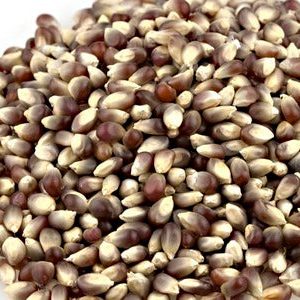 violette Popcornkerne