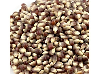 Violett Popcorn Kernels