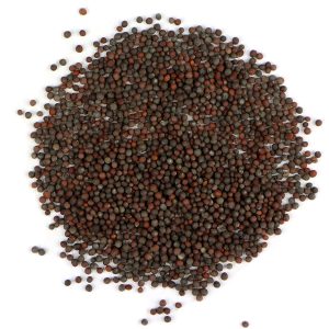 Brauner Senf Sprouting Samen