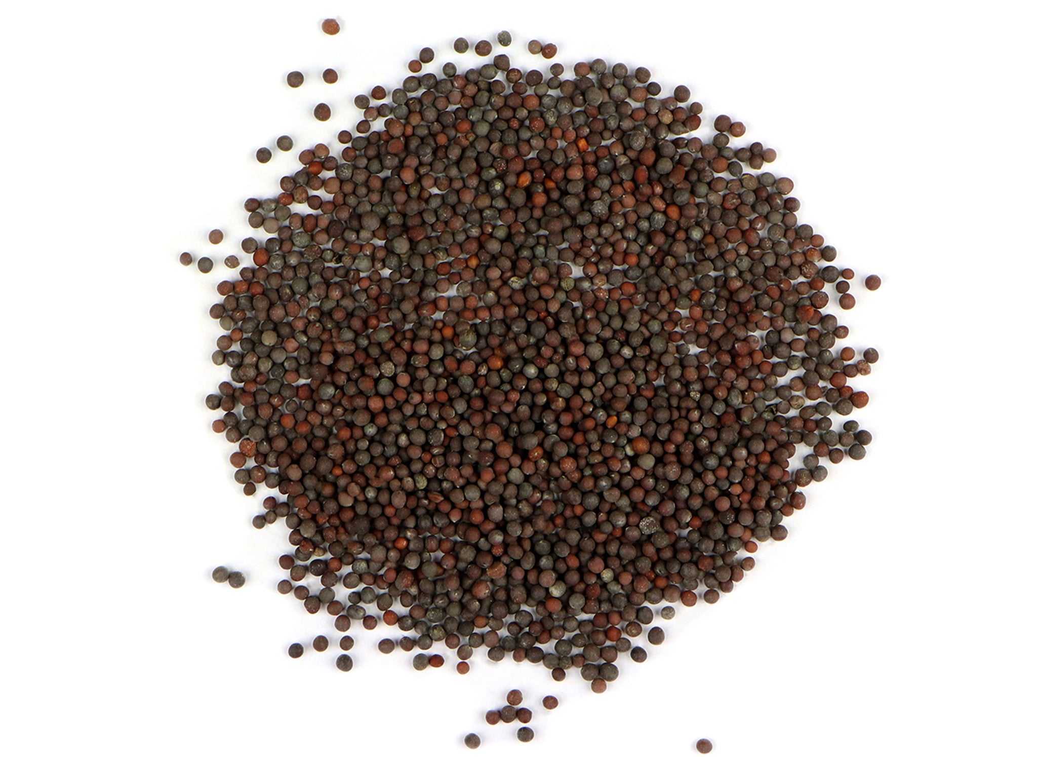 Brauner Senf Sprouting Samen