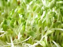 Alfalfa Sprouting Samen