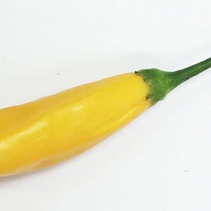 Aji Cito Pfeffer