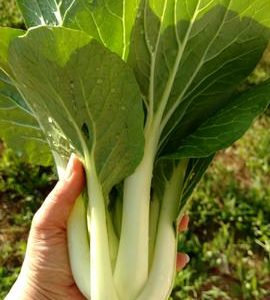 pak choy Kohl Masse