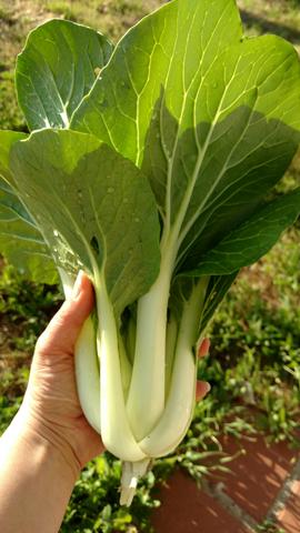 Pak Choy Kohl