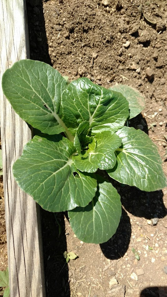 Zwerg Pak Choy Kohl BULK